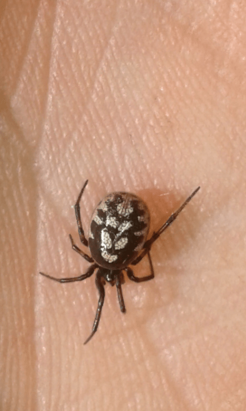 Steatoda albomaculata (Theridiidae)? S - prov. PD